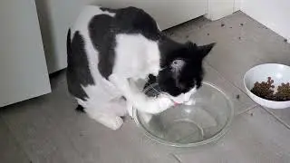 Cat drinks water with a spoon paw! | Maincoon Cat