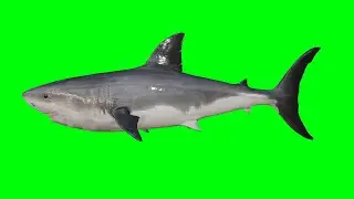 green screen shark effects