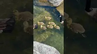 Cuteness Overload: Baby Geese Swimming!
