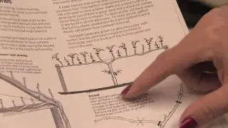 Gardening: Pruning : How to Prune Loganberries