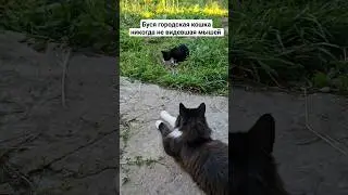 Буся, Василиса и Мышь 🐭