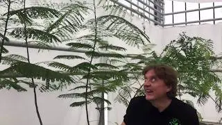 Делоникс королевский как вырастить?