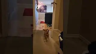 9 Week old Jackabee Learning Fetch