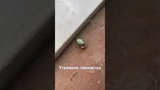 Утренняя гимнастка, борьба за стройную талию #sorts #юмор #гимнастика #зарядка #яхудею