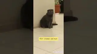 ЗАСТЫВШИЙ КОТ #shortscat #catvideos #catlover #cat #catsoftiktok #cats #котята #кот #смешныекоты