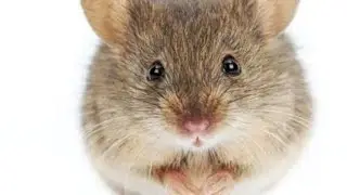 🐁 Mouse Trap in pinjra