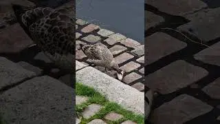 Jungmöwe knabbert an Fischkopf an der Schwentine-Mündung in Kiel