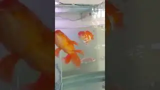 ikan mas koki di aquarium kesayangan