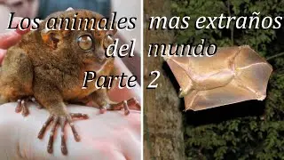 Los animales mas extraños del mundo. Parte 2