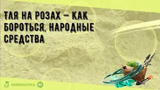 Тля на розах — как бороться, народные средства