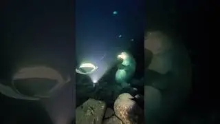 Хоть бы предупредил 😁 #дайвинг #diving #travel #diver #путешествия #милыеживотные