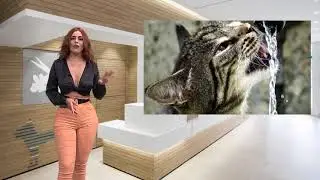 ¿CÓMO MANTENER A TU MASCOTA SALUDABLE?