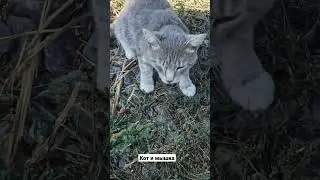 Кот и мышка.