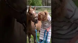 Putting HALTER on my FOAL 4 years later🔥♥️😊#foal #babyhorse #equestrian #shorts