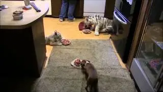 Собака ест с дикими кошечками