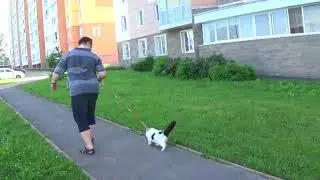 проулка с кракеном