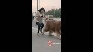 Cute Cats Funny and Cute Cat & Dog Videos Compilation
