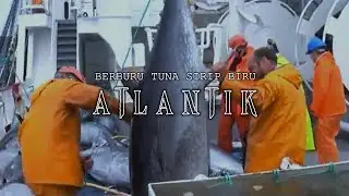 Berburu Tuna Raksasa Atlantik (Tuna Sirip Biru Atlantik)