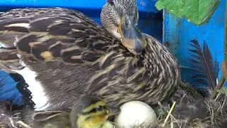 Keeping ducks at home