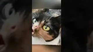 gus видео моё