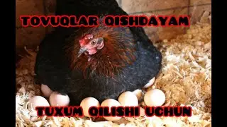TOVUQ YAXSHI TUXUM QILISHI UCHUN
