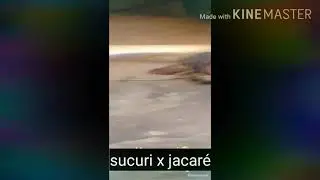 Sucuri pegou o jacaré
