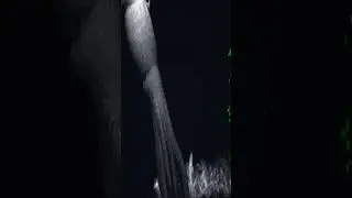 Rare Giant Squid Caught on Camera #Shorts