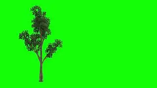 green screen | tree whitebeam with wind