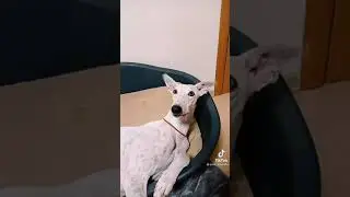 взгляд орла