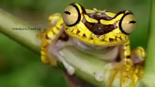 amphibian 8h