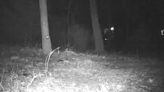Rainstorm coon smackdown - watch entire clip to see the dance