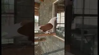 Краснодарские бойные бокатые 🕊️🤍