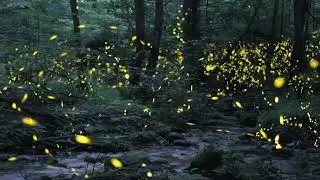 FIREFLY EXPERIENCE (©CDMI.org) Ron Frye