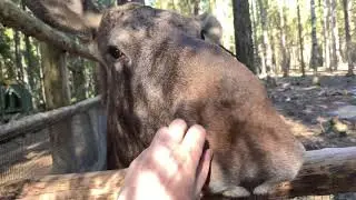 Fox Keller, fox Musya, elk and hoots from the tawny owls. self-isolated Mandrogy