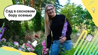 Pine Forest Garden in Autumn 2023 | Landscape Design | Flower Beds | Daylilies | Hydrangeas