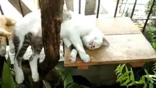 Sleeping Cats - 4K record from Xiaomi MI3
