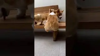#корги