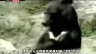 823 Kung Fu black bear exhibit a stick trick