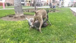 Maya y Atom