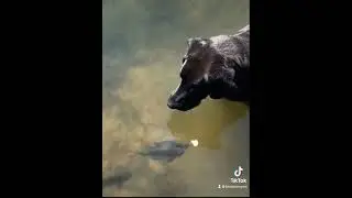 Dog catches a fish #shorts