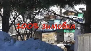 Как перезимовали пчелы? Выставляем пчёл. Первый облёт 2021.