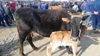 JIZZAX PAXTAKOR MOL BOZORI 2-QISIM 18-MART
