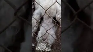 Свиньи Венгерской Мангалицы в Украине