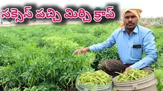 green chilli farming in telugu/mirchi farming/పచ్చి మిర్చి, సక్సెస్ క్రాప్