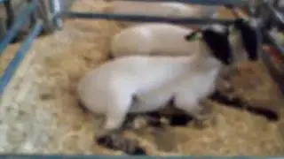 Ruen at the Nugget All American Sheep Show