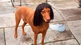 YLYL V253 Memes in 2024 Are NOT What You Think They Are
