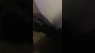 Ida walks out (not my dog)