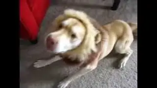 Lion Halloween Costume