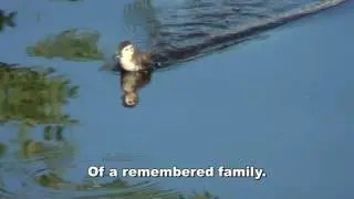 The Lost and Lonely Duckling