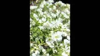 ЭКЗОХОРДА  (EXOCHORDA)  сем. Розоцветные